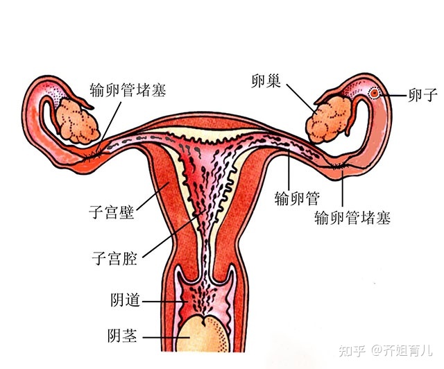 借卵试管婴儿会有不良抵抗力吗？