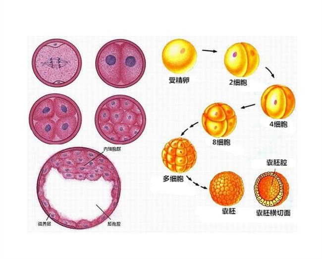 供卵试管婴儿卵泡太多怕腹水，预防只需注意3点