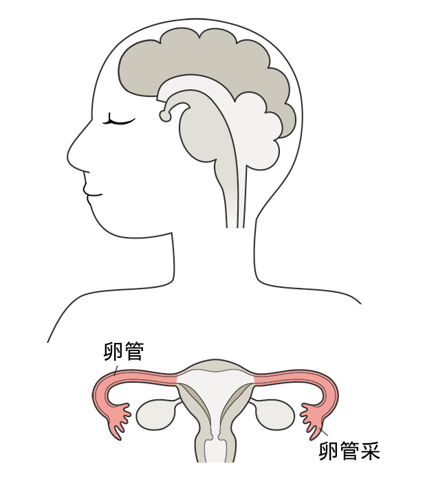 河南新乡医科大学第三附属医院供卵试管婴儿的费用