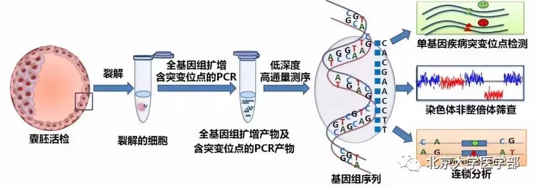 河南郑州三代赠卵试管生男孩成功率